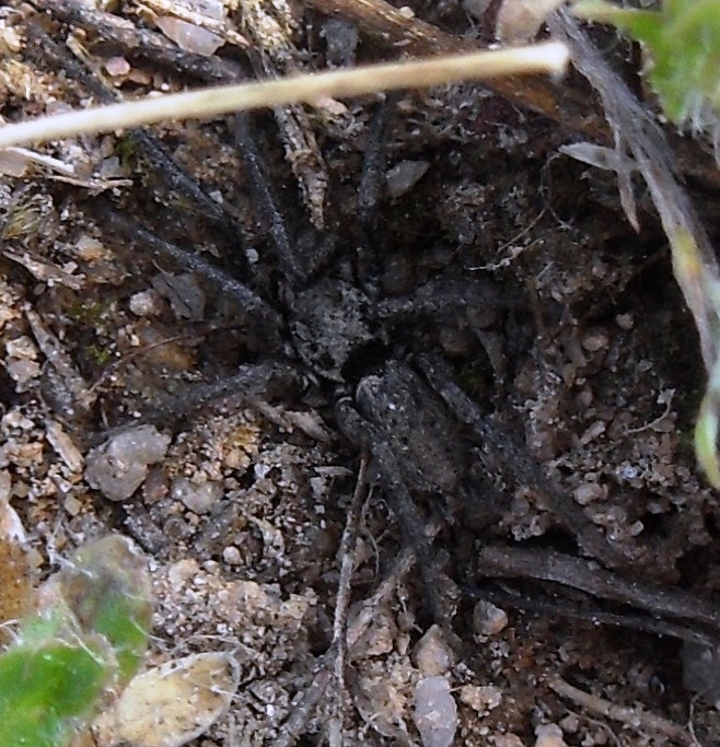 Nomisia exornata (Gnaphosidae)  - chiedo conferma per favore